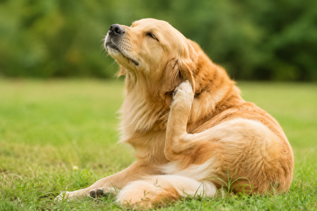 Golden Retriever scratching its neck outdoors showing common signs of dog skin problems, itching, and skin irritation.