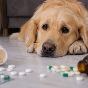 Golden Retriever lying on the floor near spilled medication bottles showing possible dog poisoning symptoms and requiring emergency veterinary attention