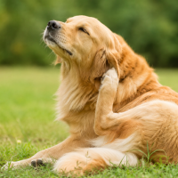 Golden Retriever scratching its neck outdoors showing common signs of dog skin problems, itching, and skin irritation.